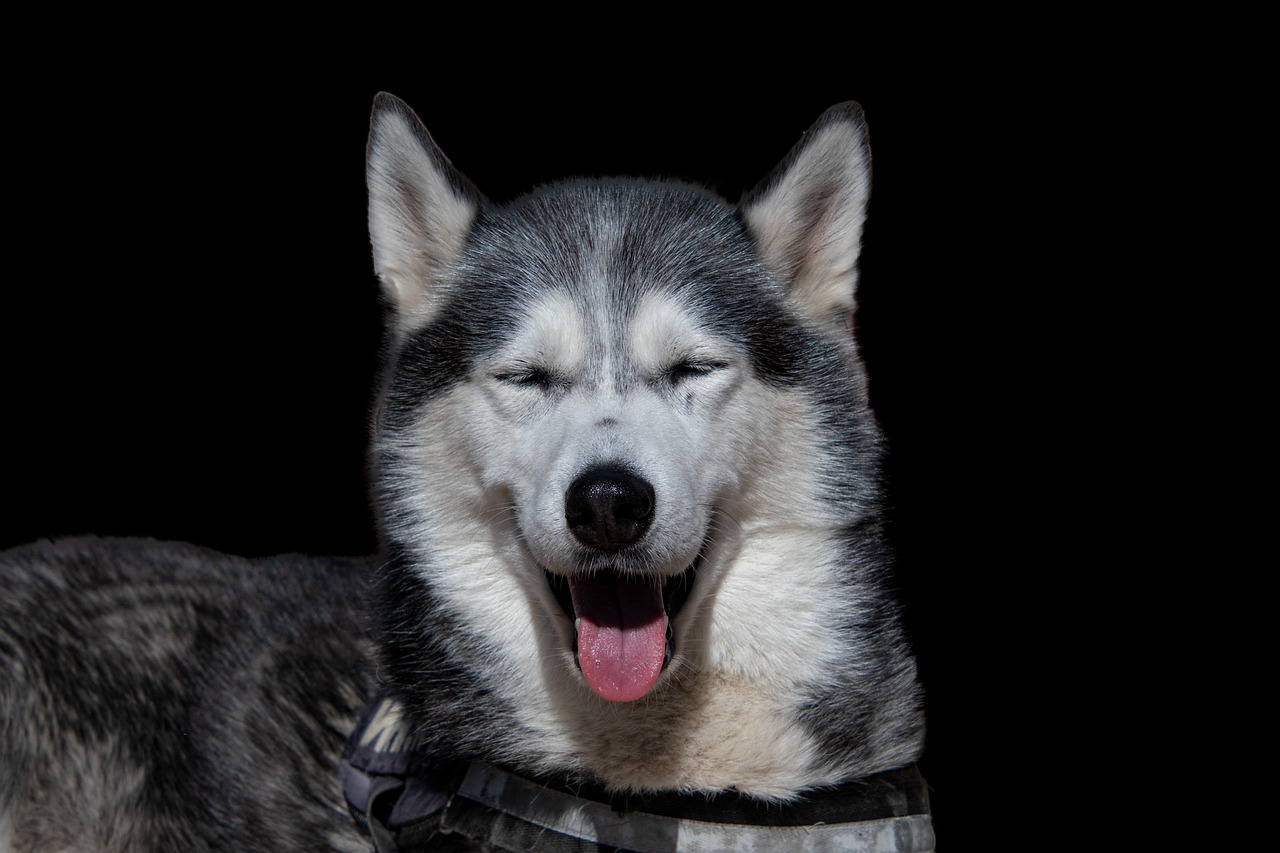 siberian-husky-7448727_1280.jpg