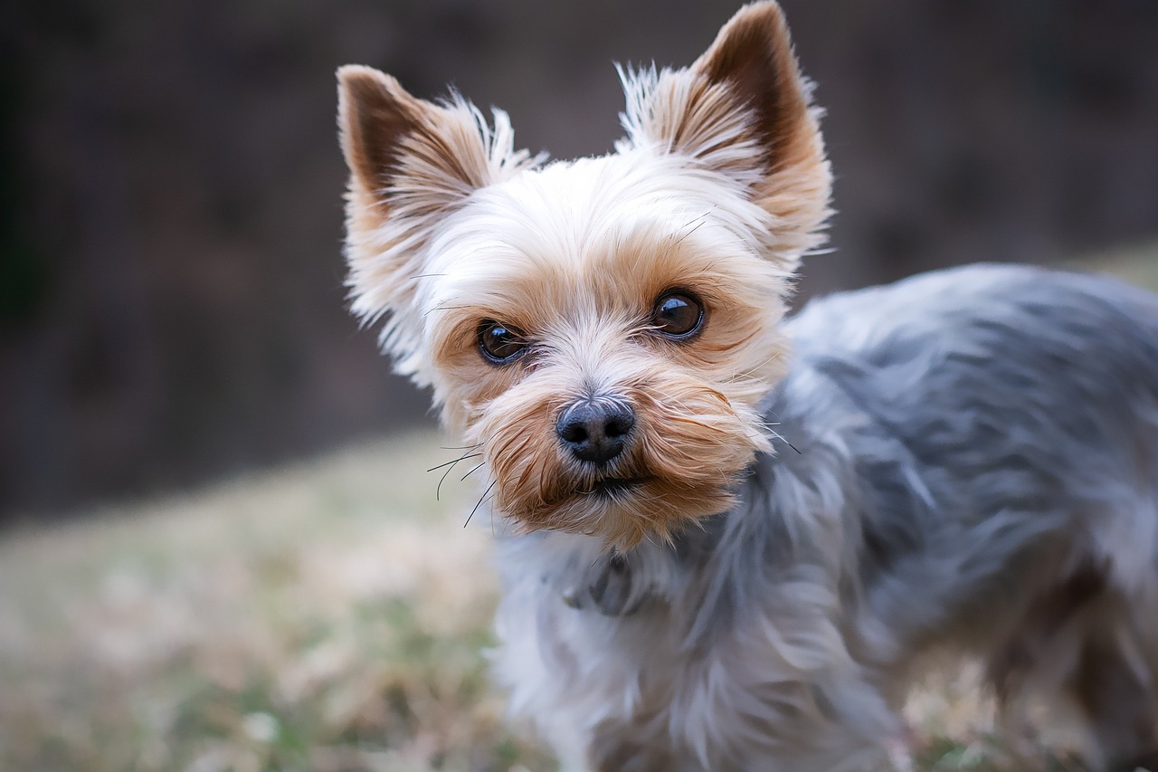 yorkshire-terrier-4783327_1280.jpg