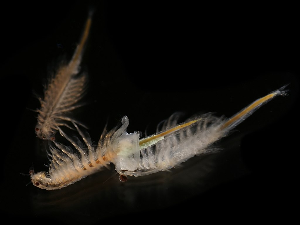1024Px-Artemia Salina 4