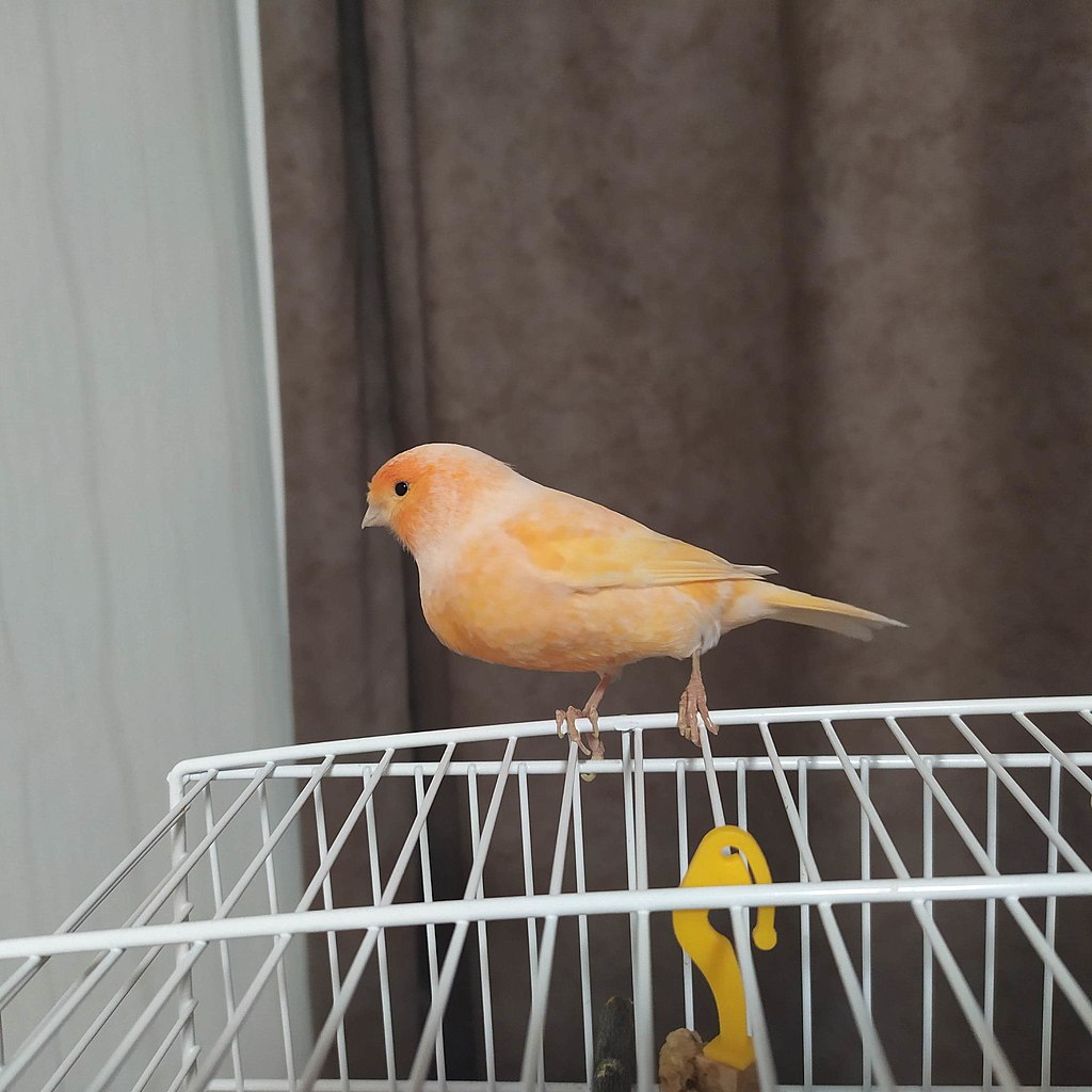 1024Px-Domestic Canary 2