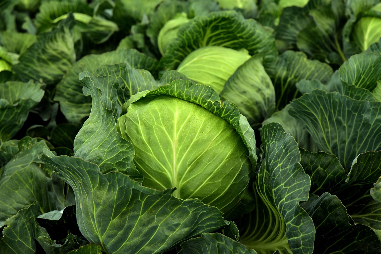 cabbage-3722517_1280.jpg