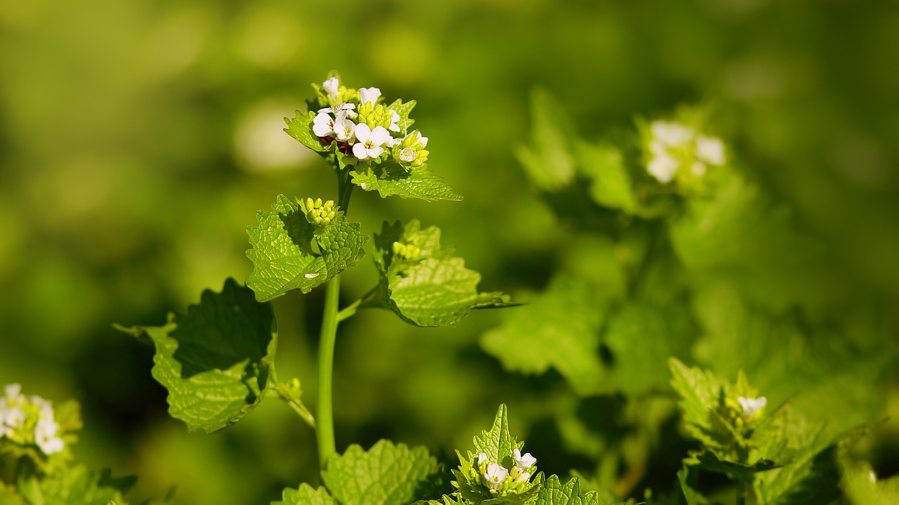 garlic-mustard-5051652_1280.jpg