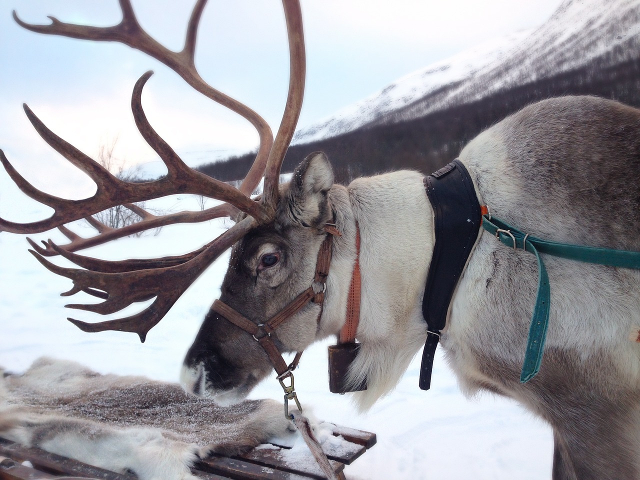 reindeer-2023720_1280.jpg