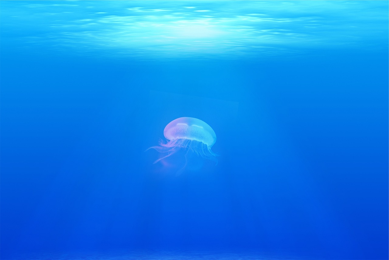 jellyfish-g7a690ccf7_1280.jpg