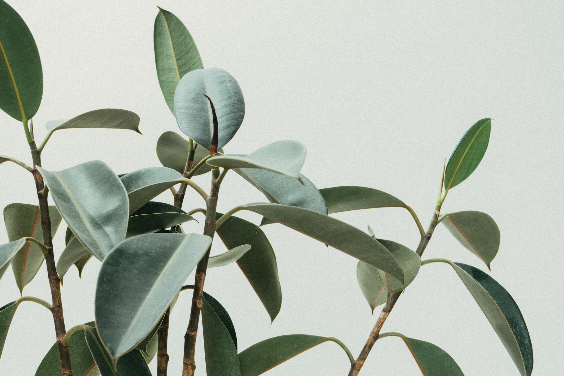 Scott-Webb-Orwrltgbrpo-Unsplash (1)