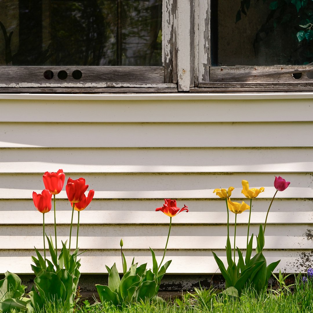 red and yellow flower beside window