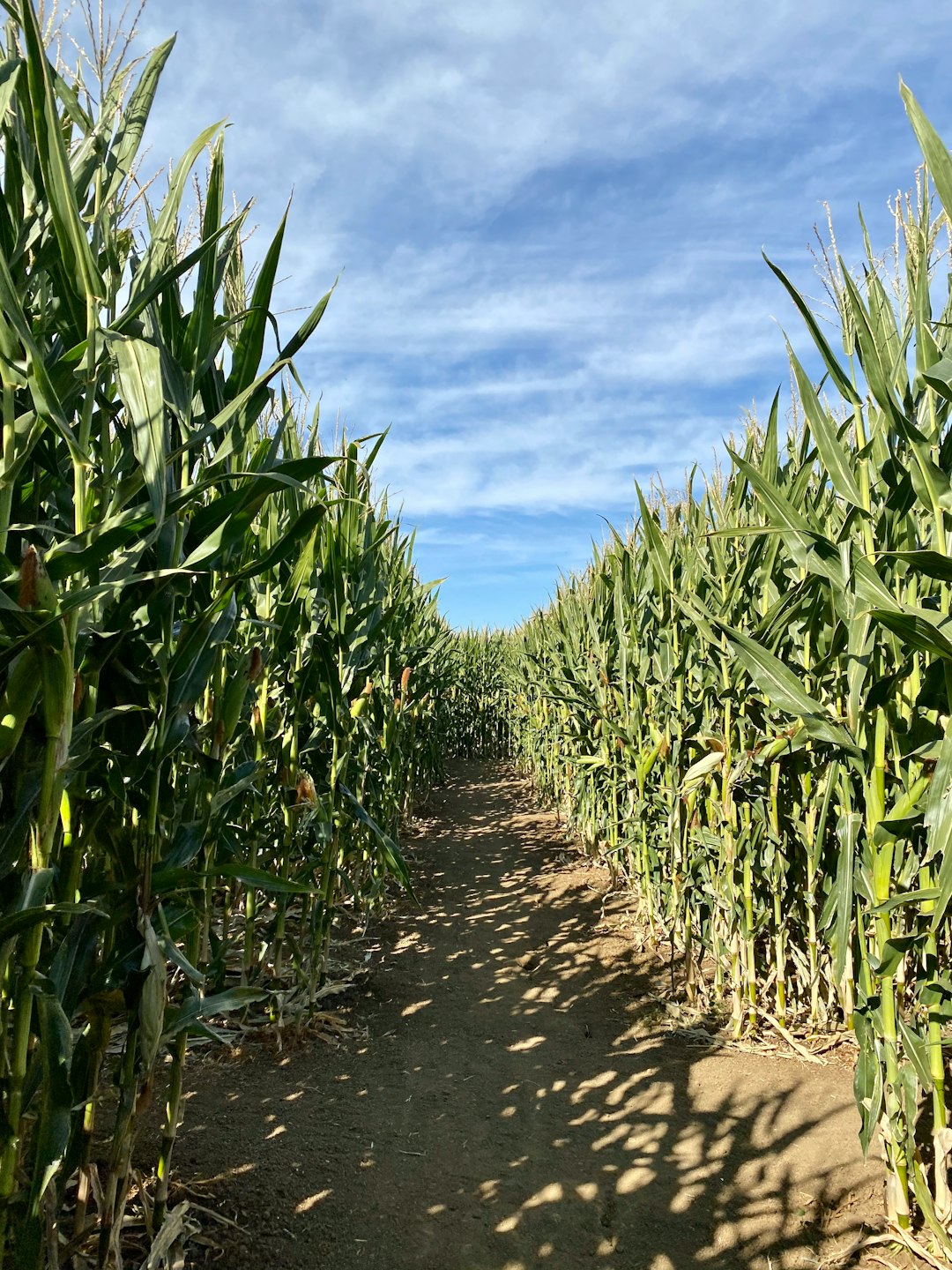 a dirt road between rows of corn stalks
