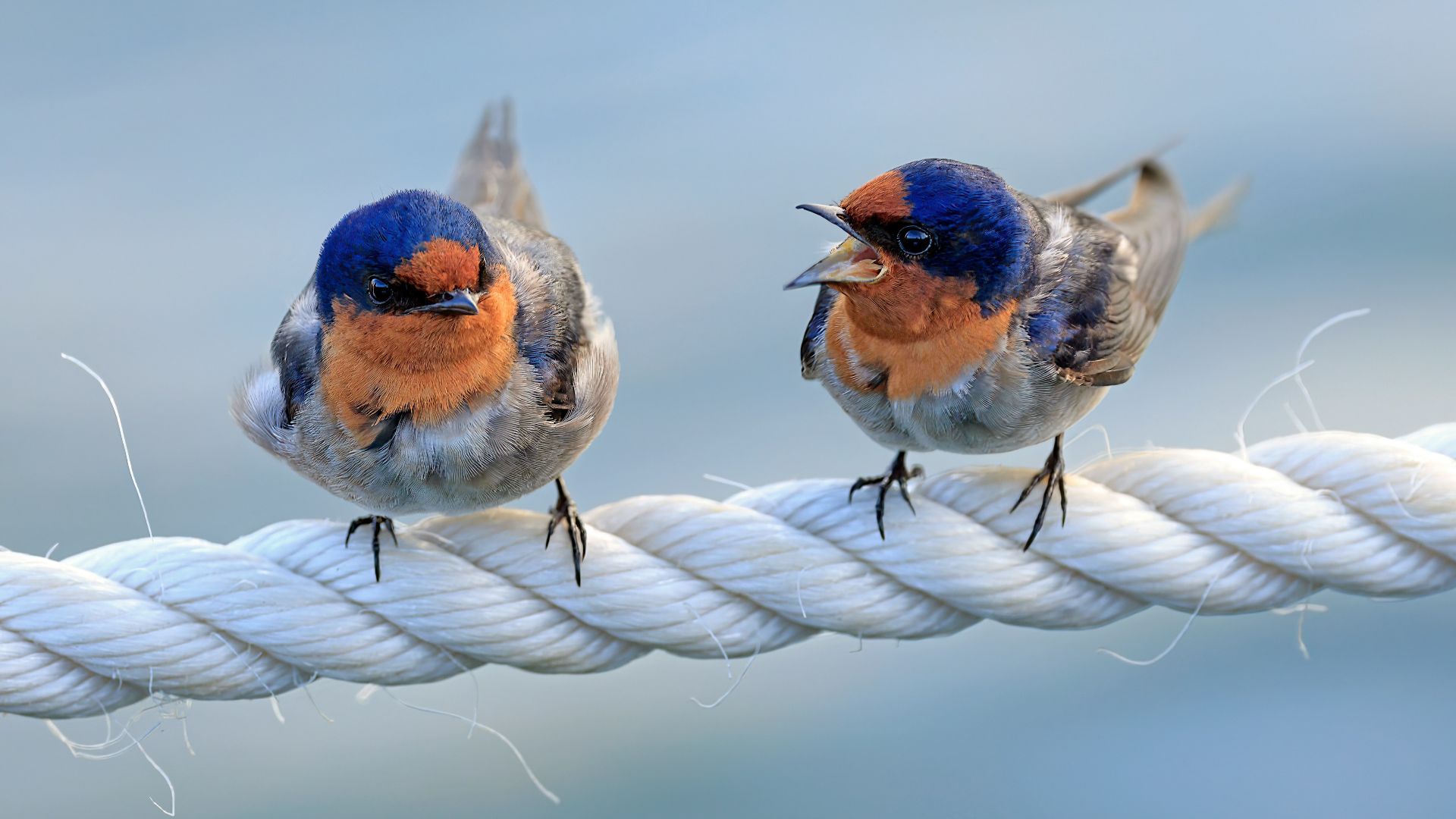 two birds sitting on top of a white rope