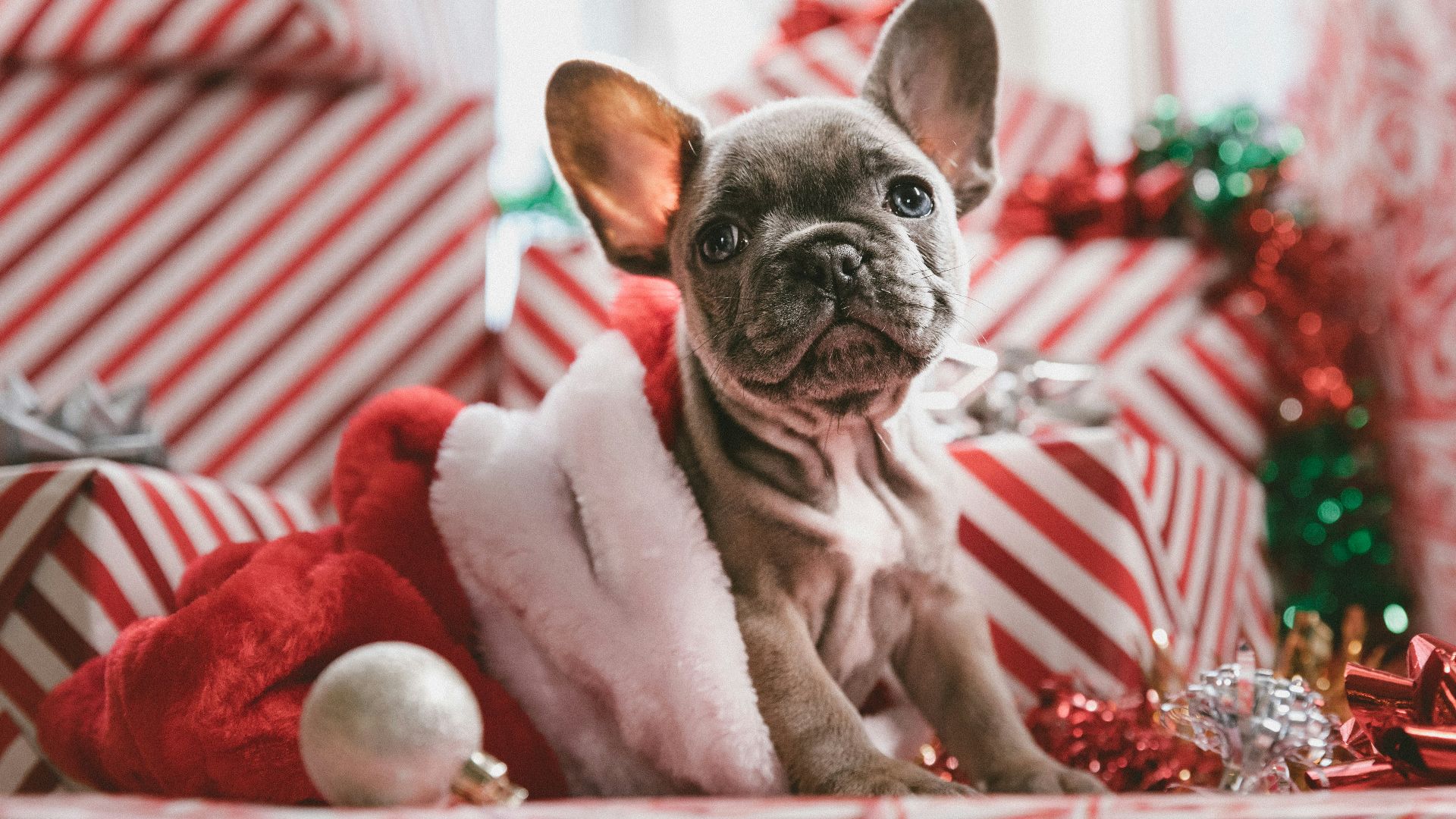 brindle French bulldog puppy in Santa hat