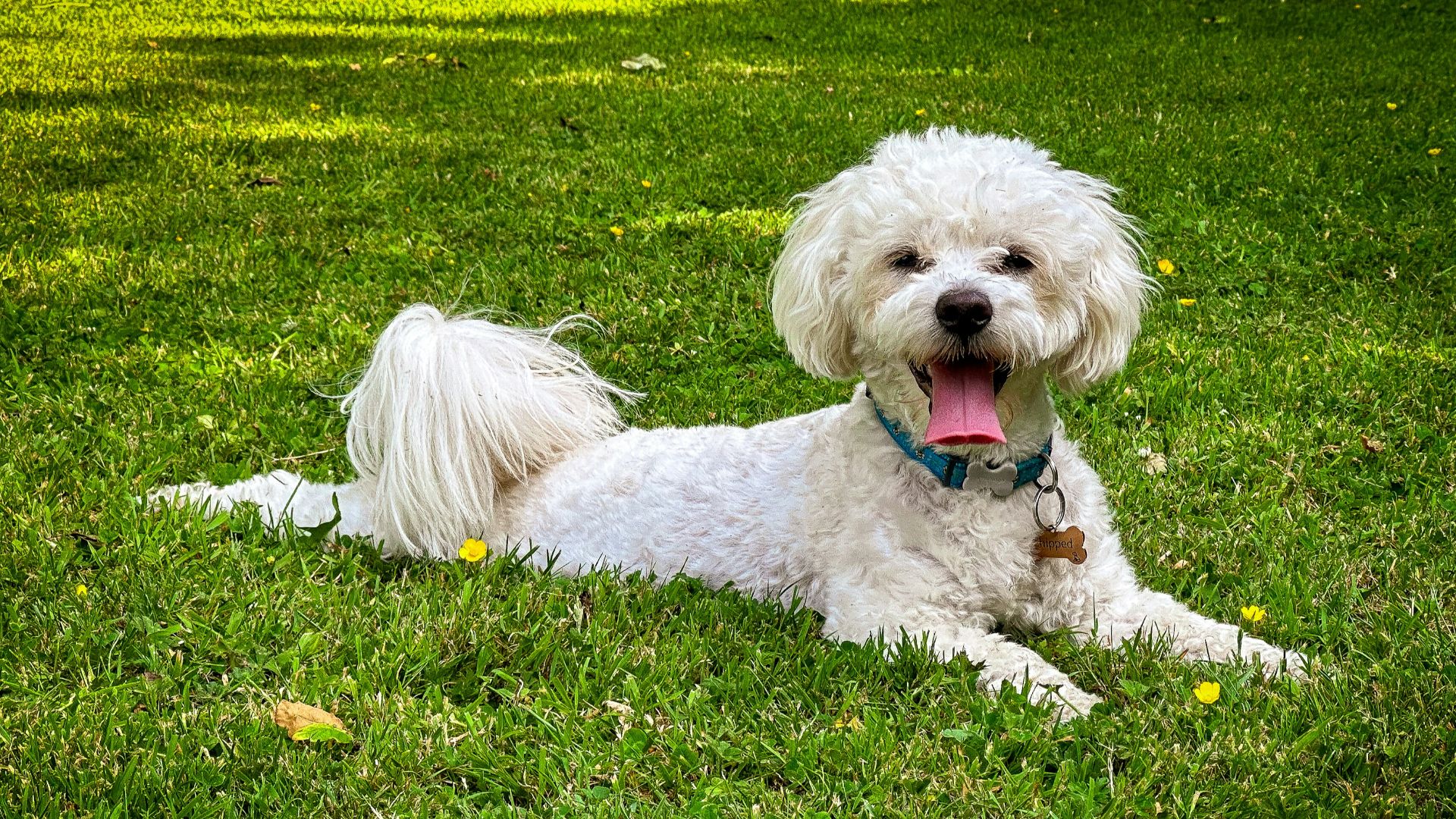 a white dog laying on top of a lush green field