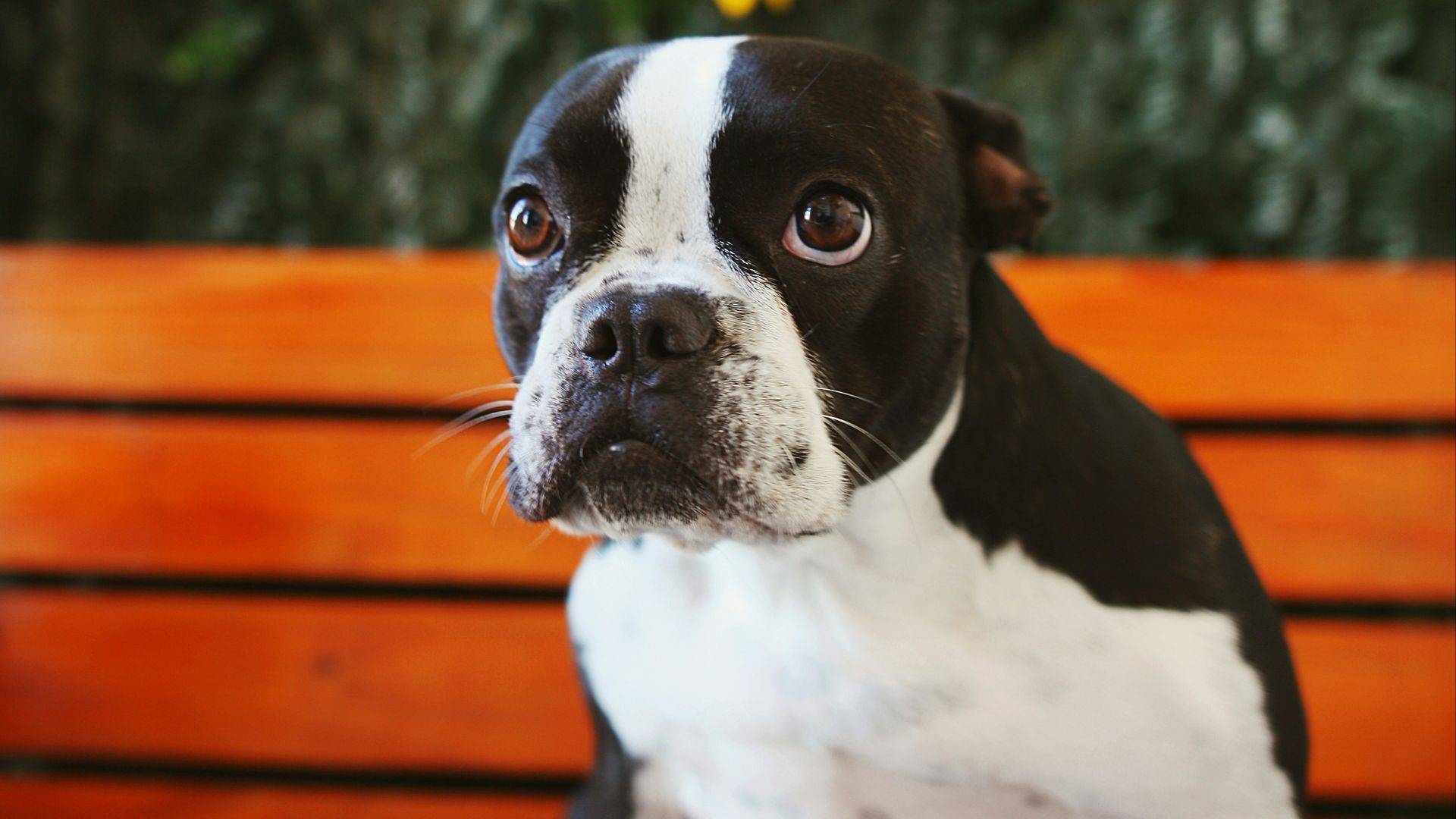 black and white short coated dog on brown wooden bench