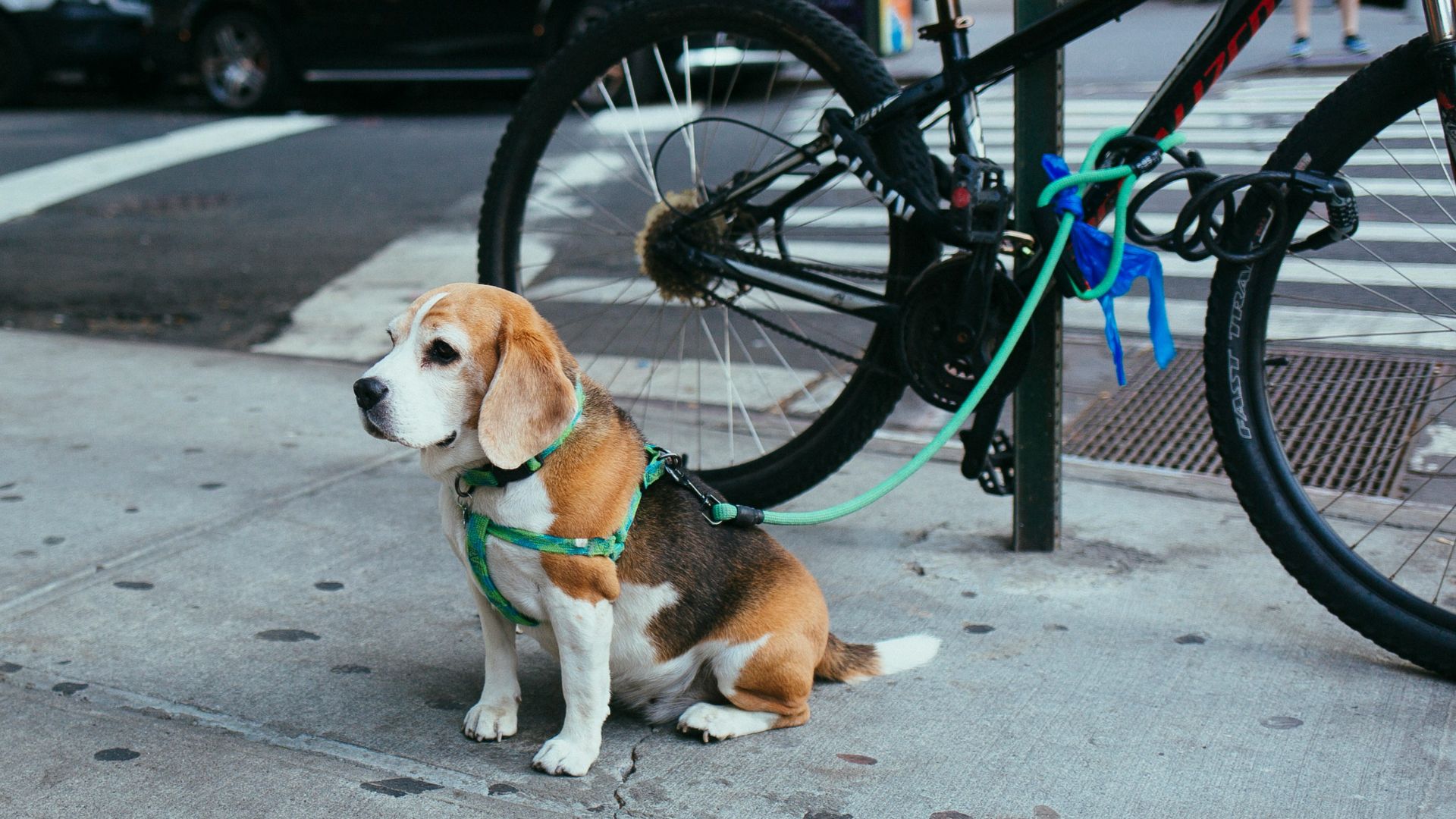 brown and white Beagle puppy corded to bicycle beside street