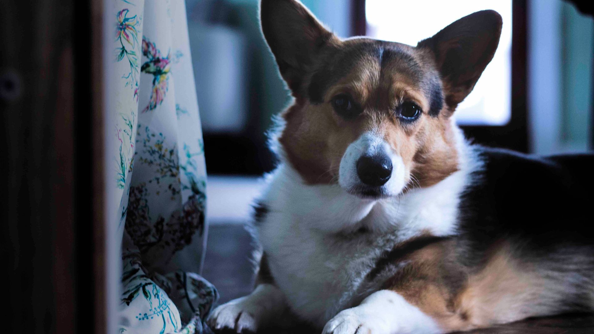 brown and white short-coated puppy