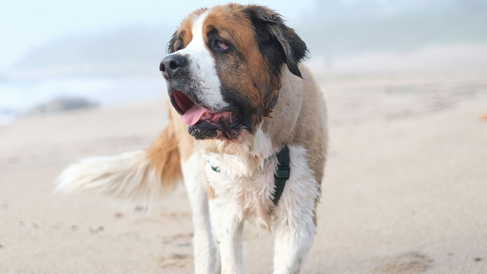 adult white, black, and brown Saint Bernard walking at the beach during day