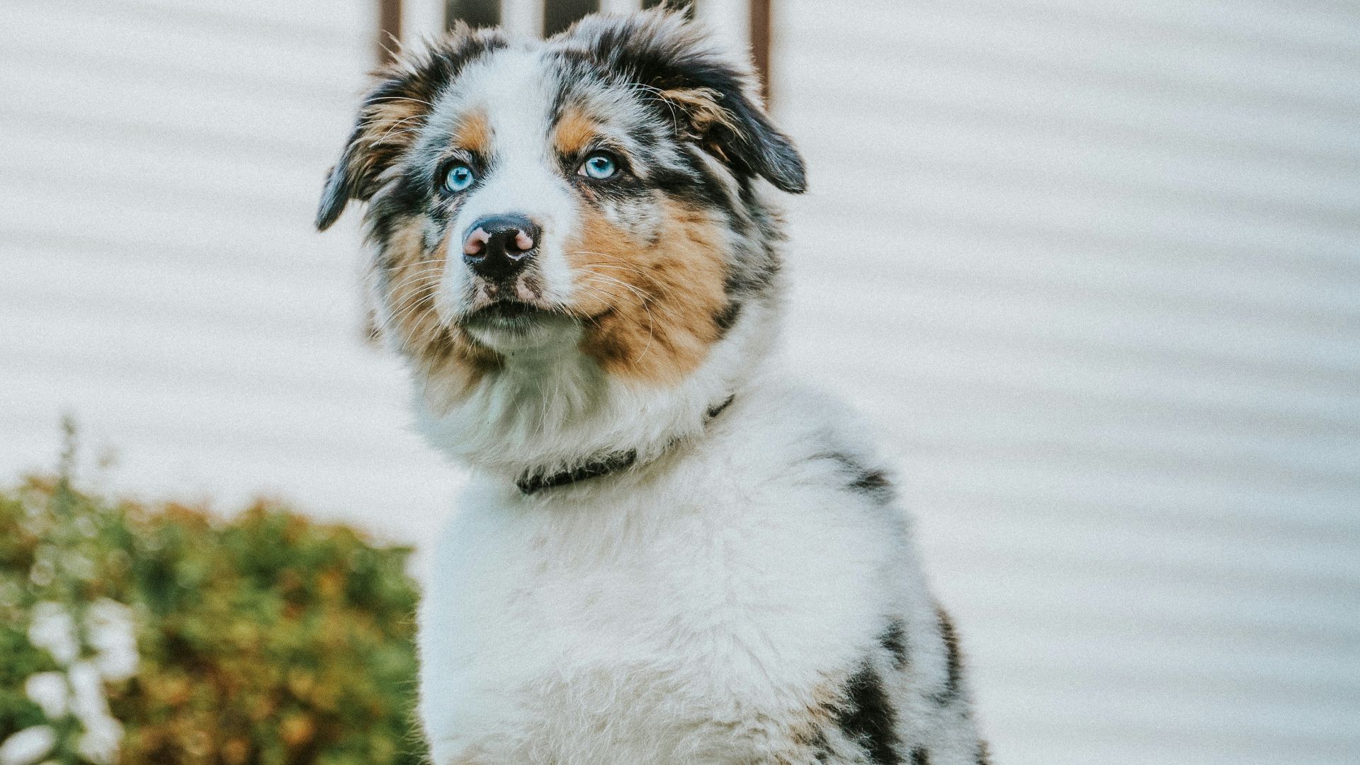 a dog standing on its hind legs