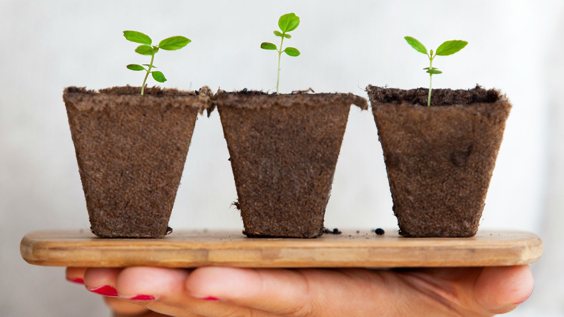 three green leafed plants