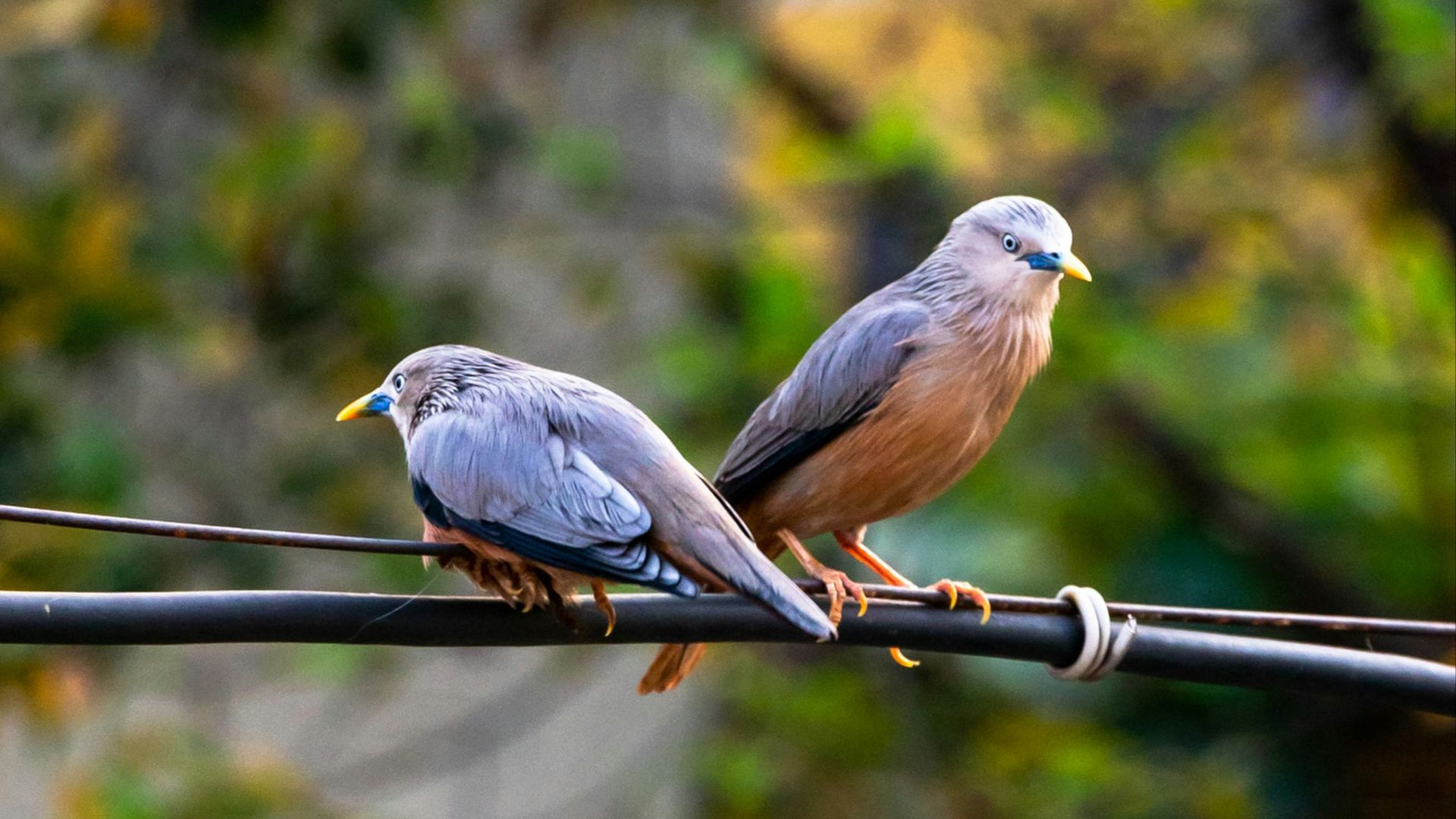 A couple of birds sitting on top of a power line