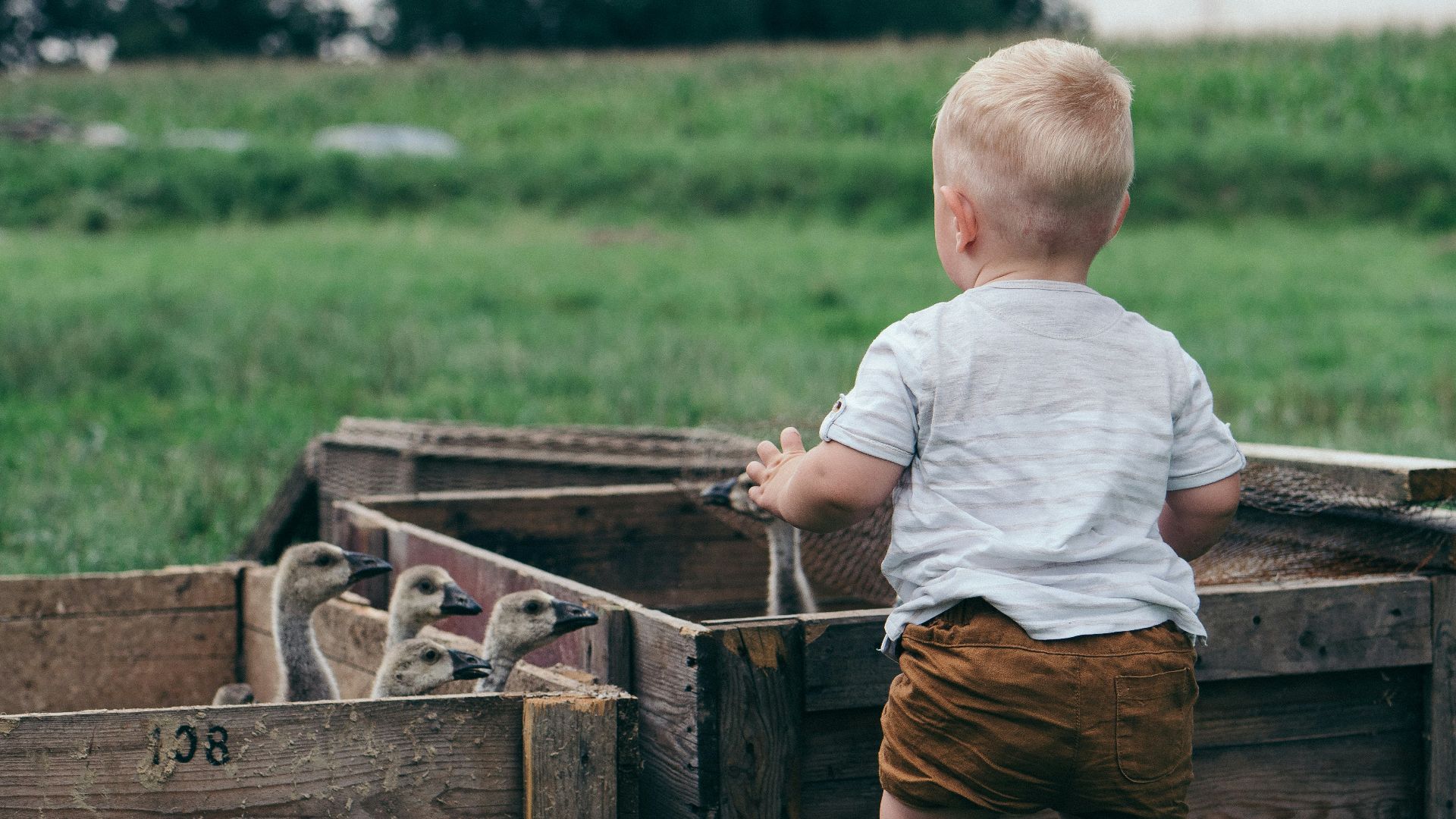toddler in front of flock of ducklings inside crates
