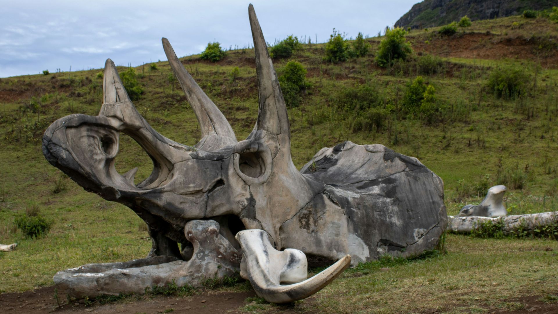 A large animal that is laying down in the grass