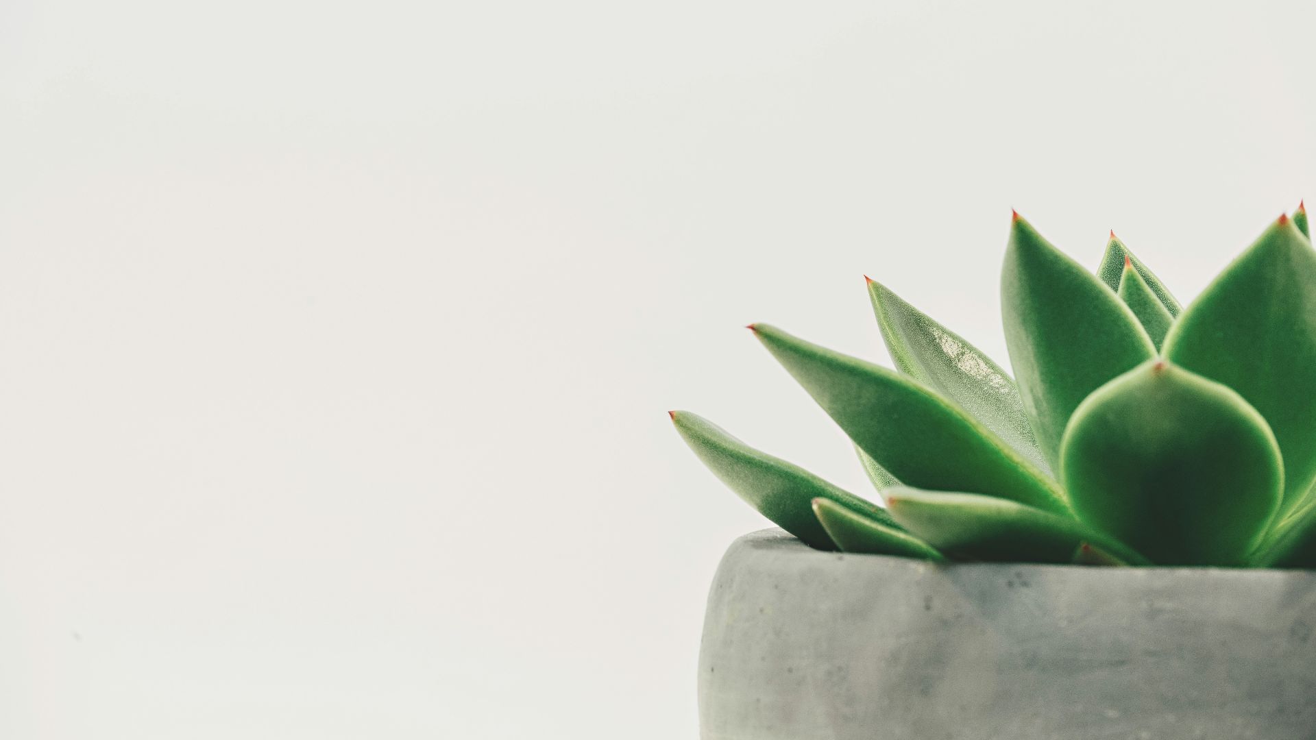 green plant