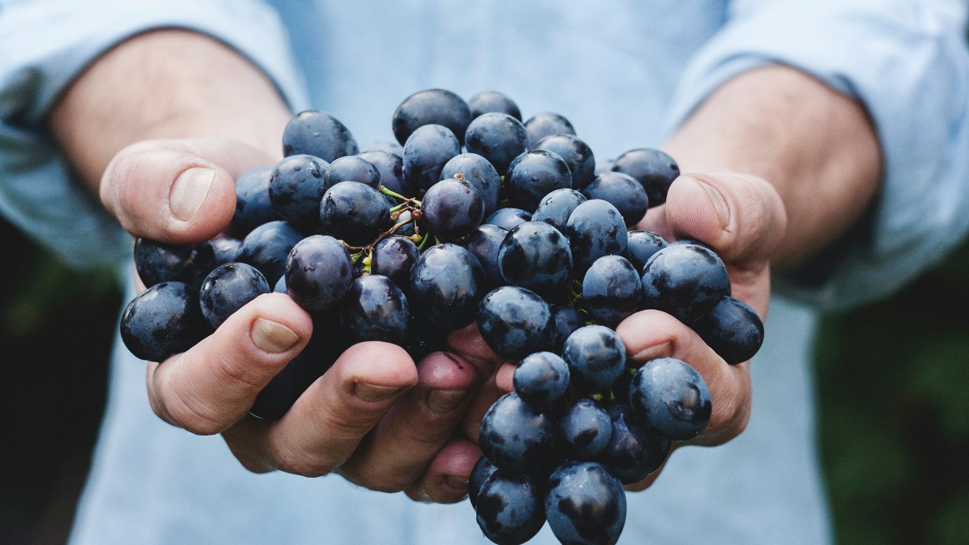 person holding grapes