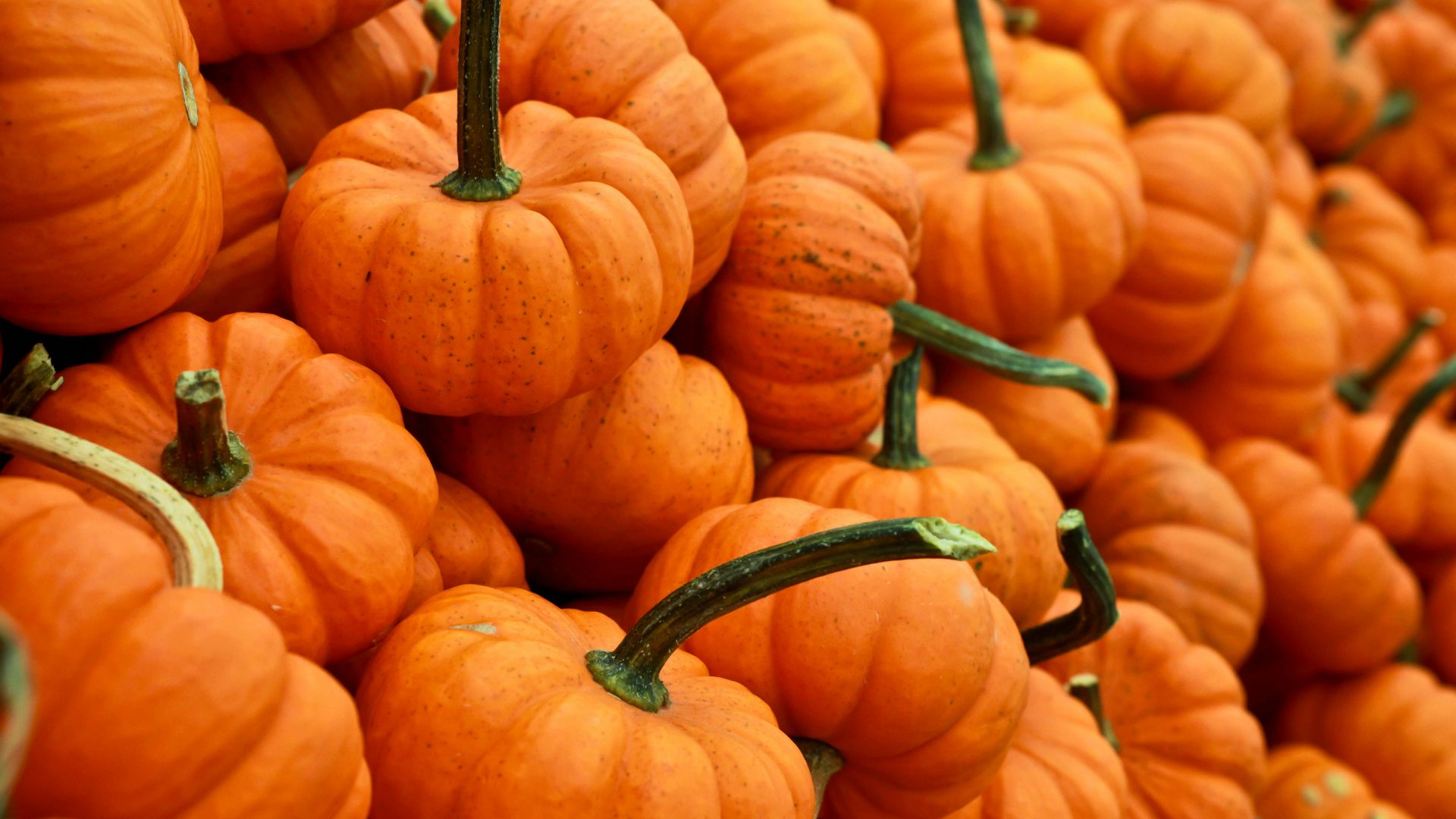 bunch of pumpkin