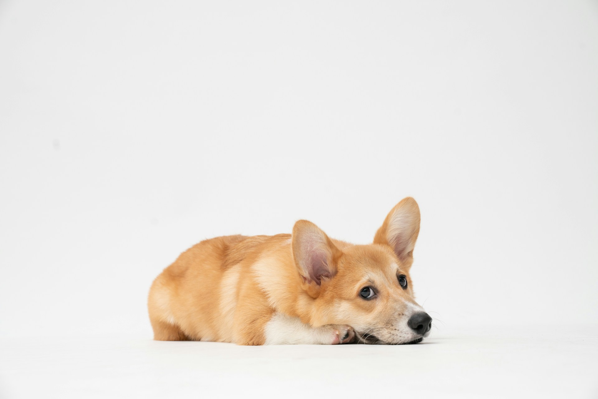 Fatty-Corgi-Zn5Chzcnfra-Unsplash