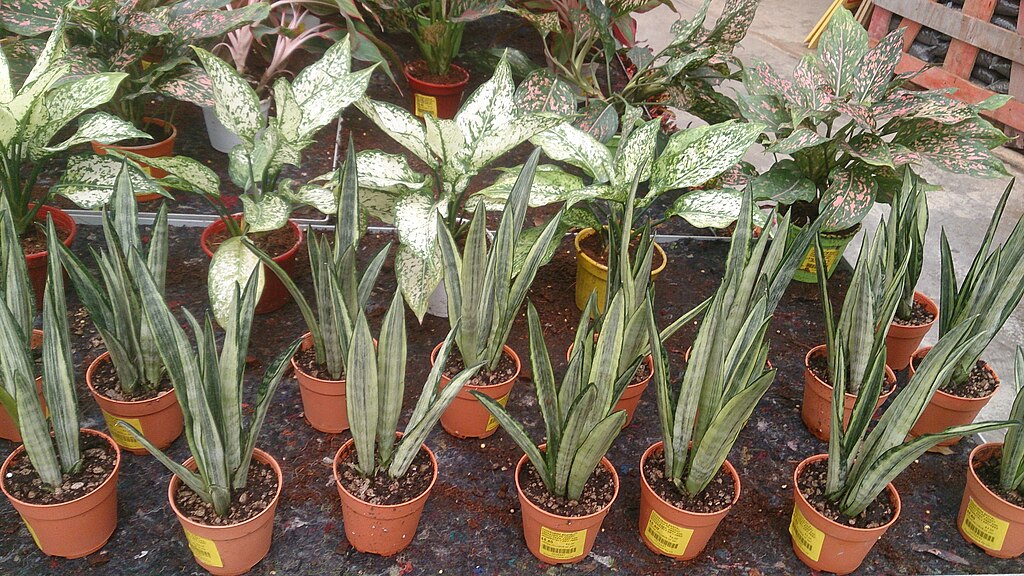 White Sansevieria (Sansevieria Trifasciata 'Bantel's Sensation') 3