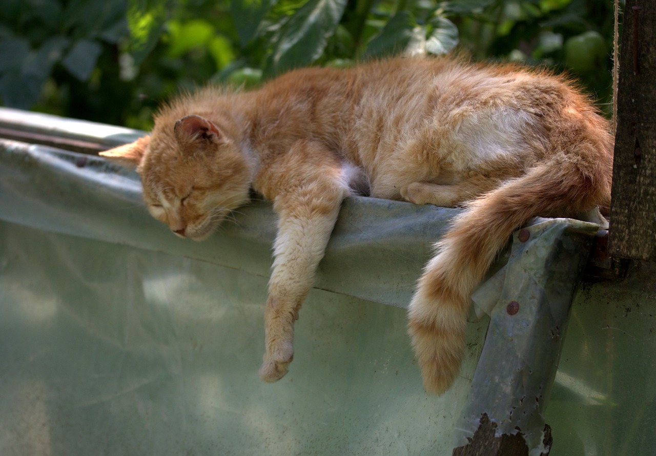 The-Cat-2445486 1280