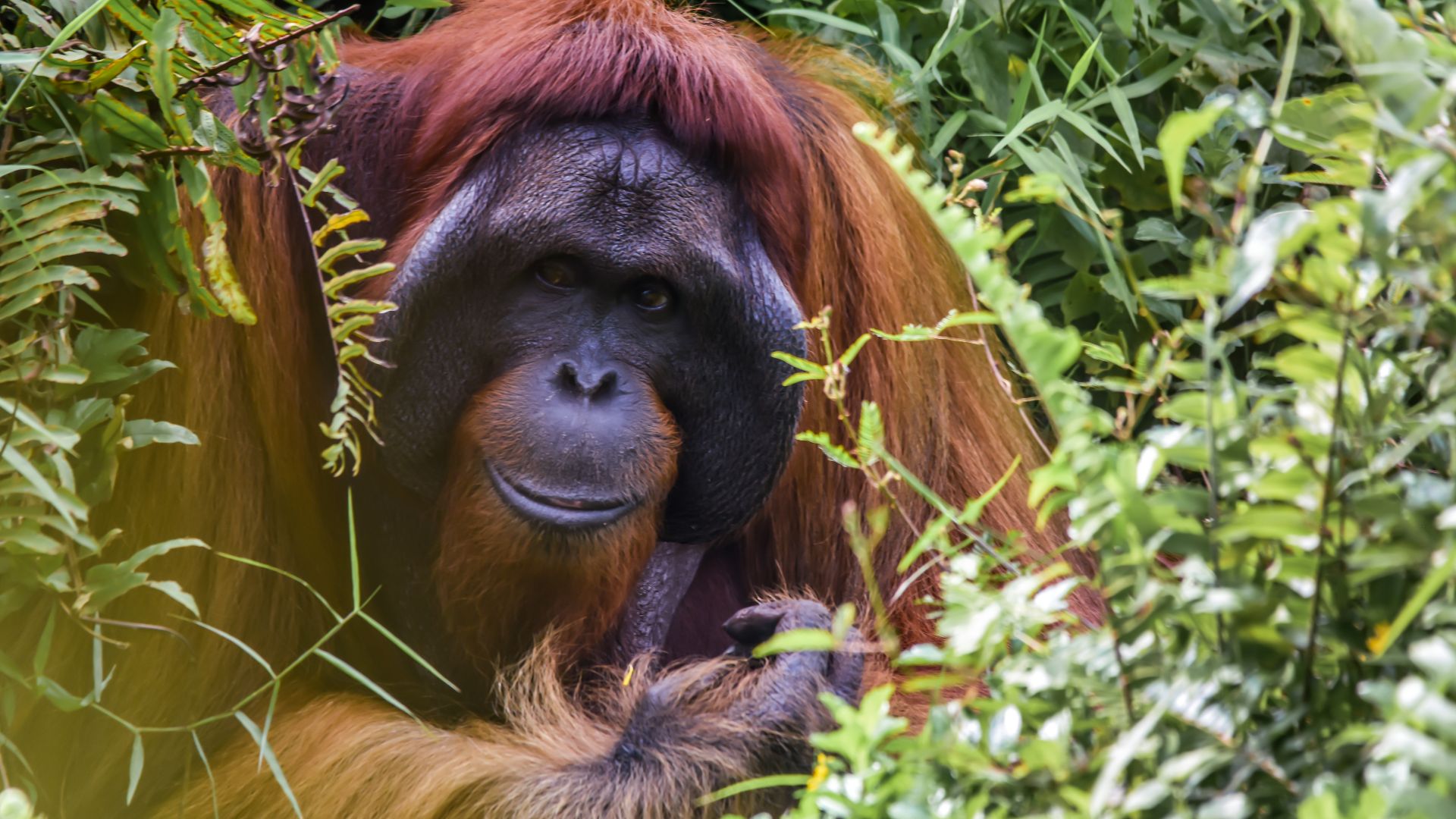 brown monkey on green grass during daytime