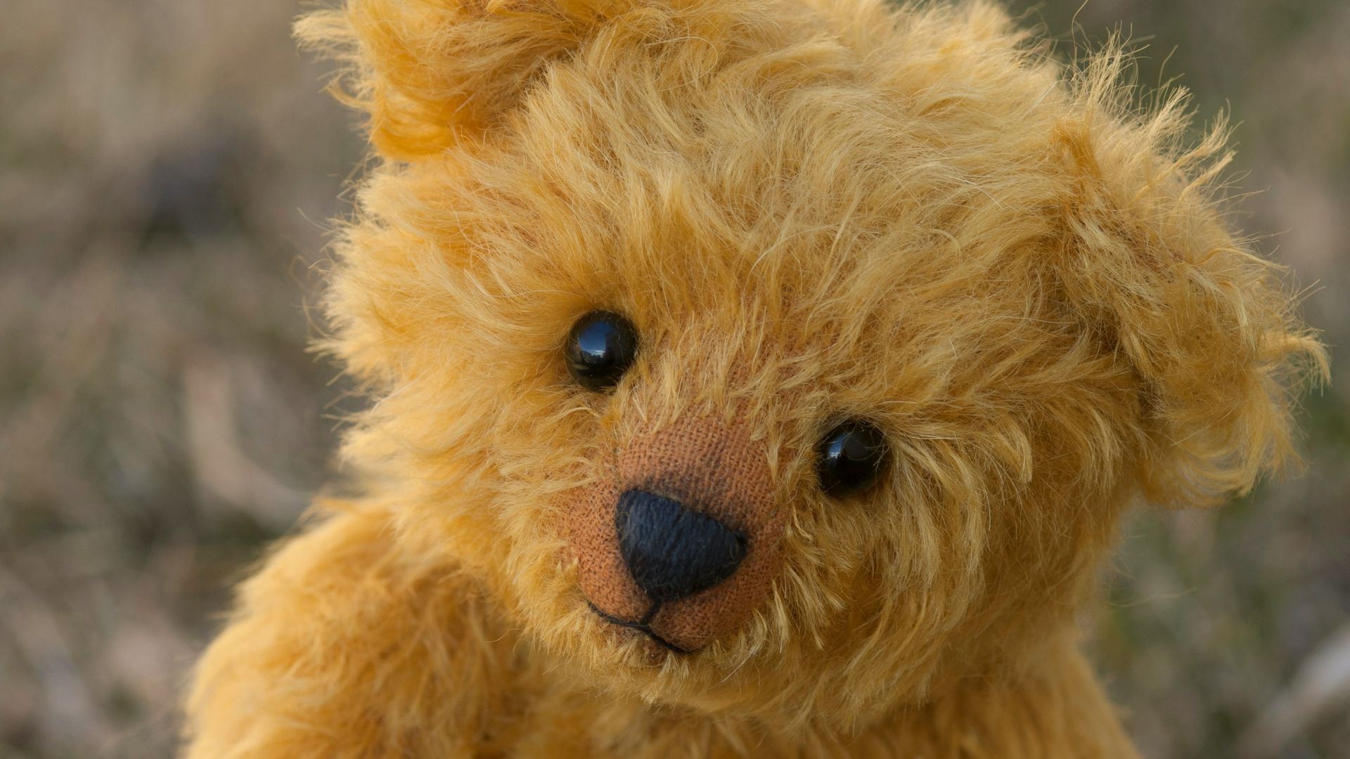 close-up photography of brown teddy bear