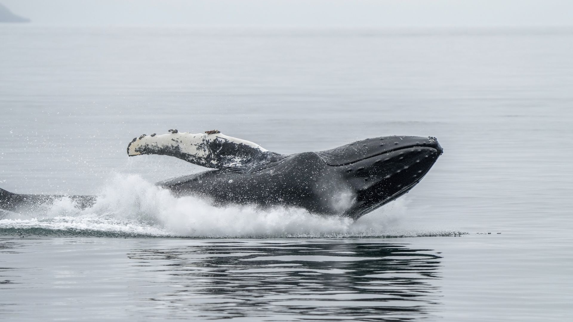 File:026b Humpback whale jump and splash Photo by Giles Laurent.jpg