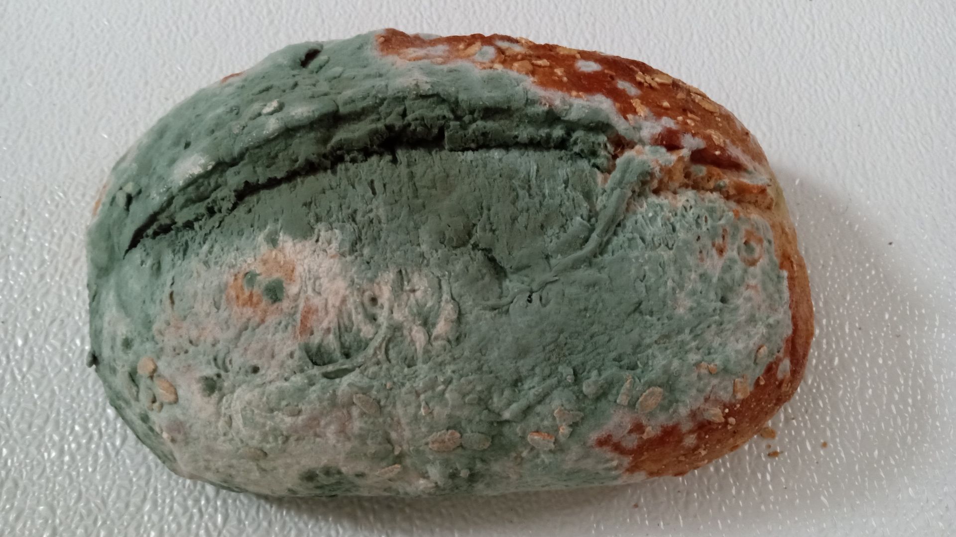 File:A Moldy Loaf of Bread.jpg