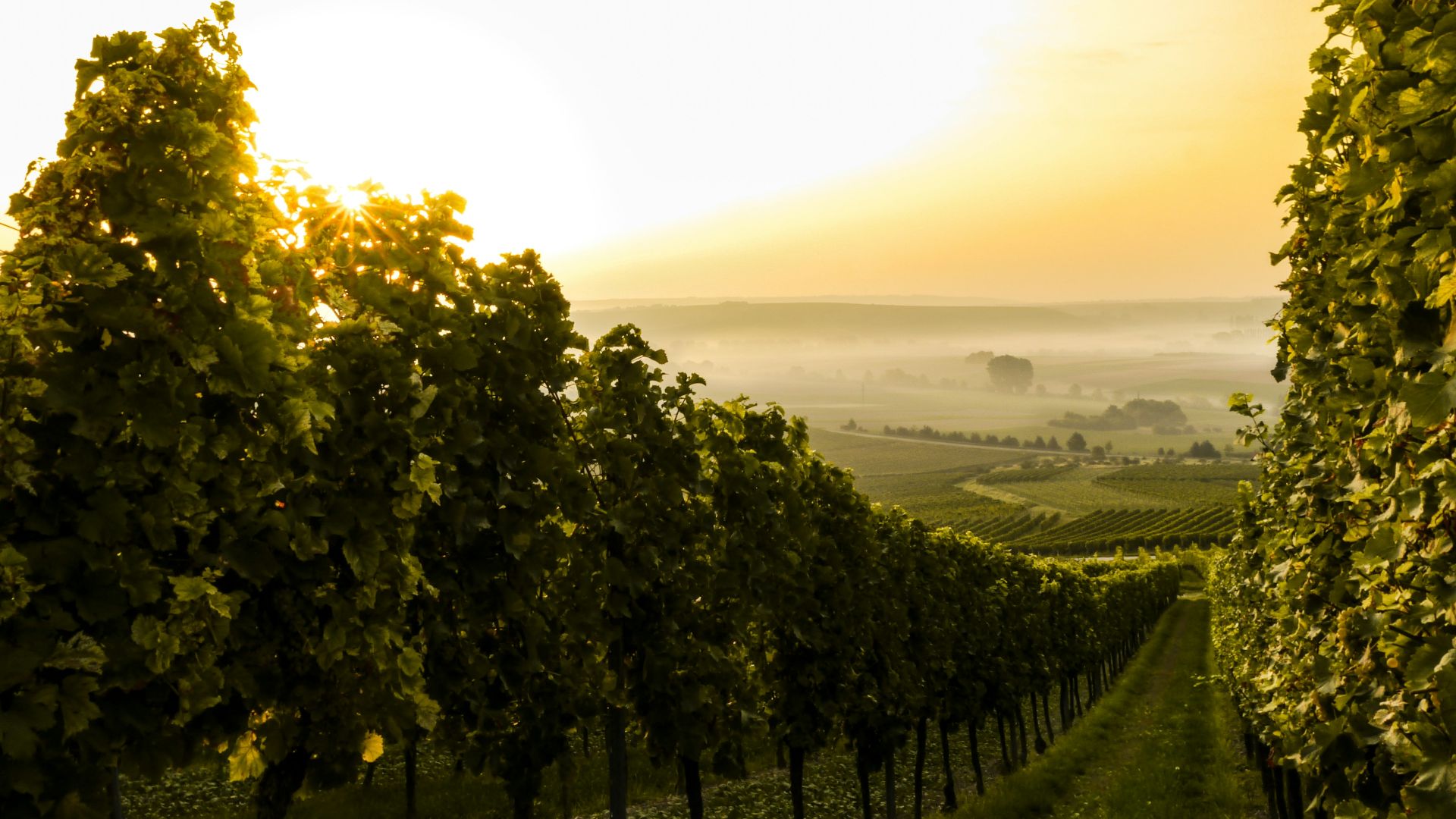 green trees during daytime