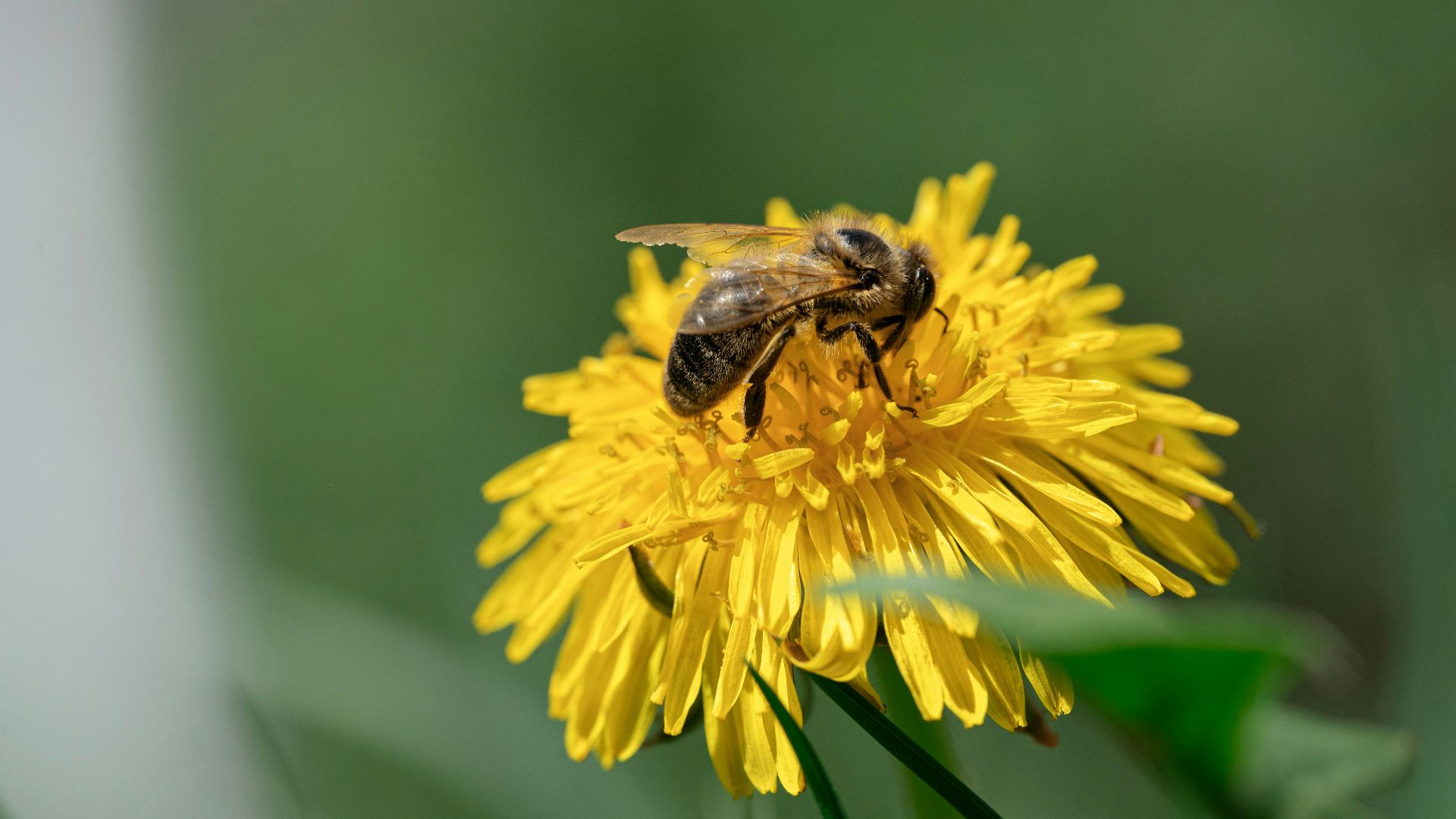 A bee gathers pollen from a bright yellow flower.