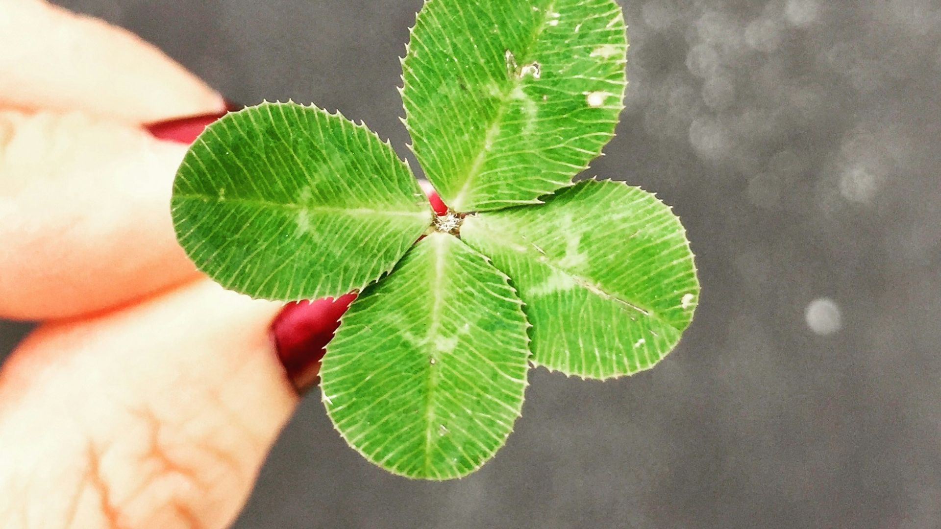 close-up photography of person holding green leaf plant