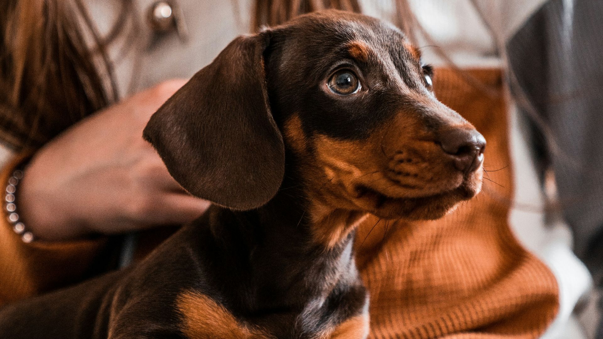 black and brown dachshund on orange textile