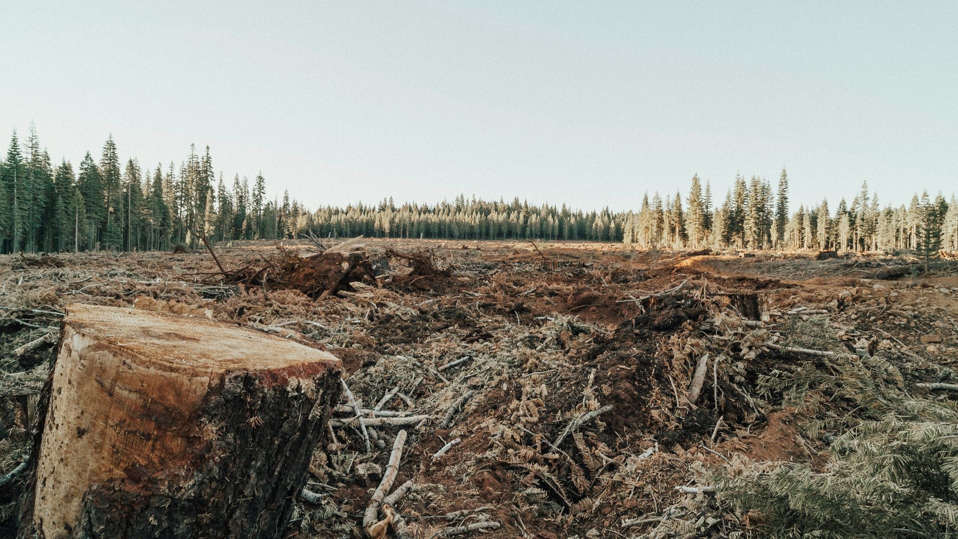 brown tree log on green grass field during daytime