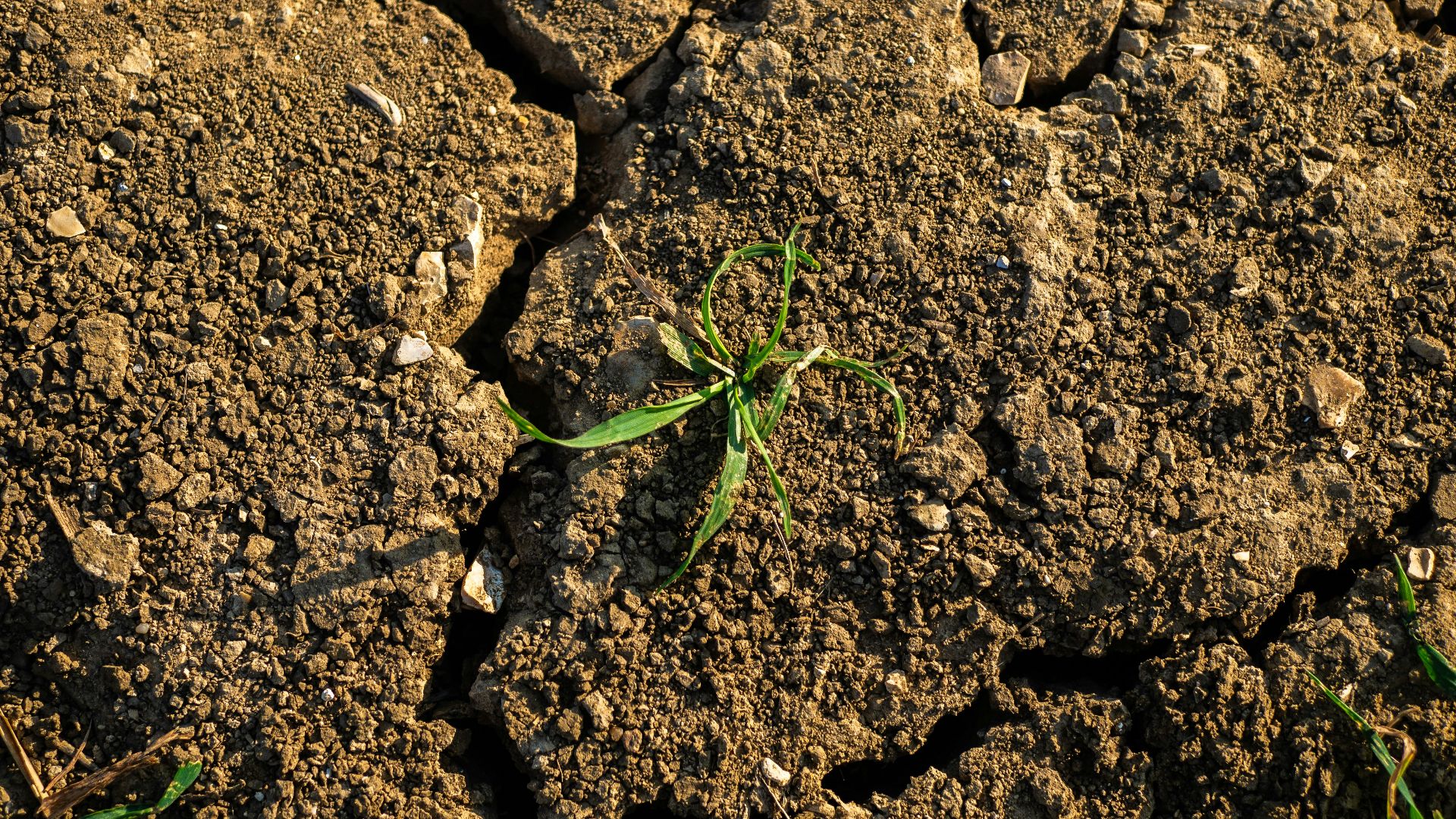 a plant sprouts from the ground in the dirt