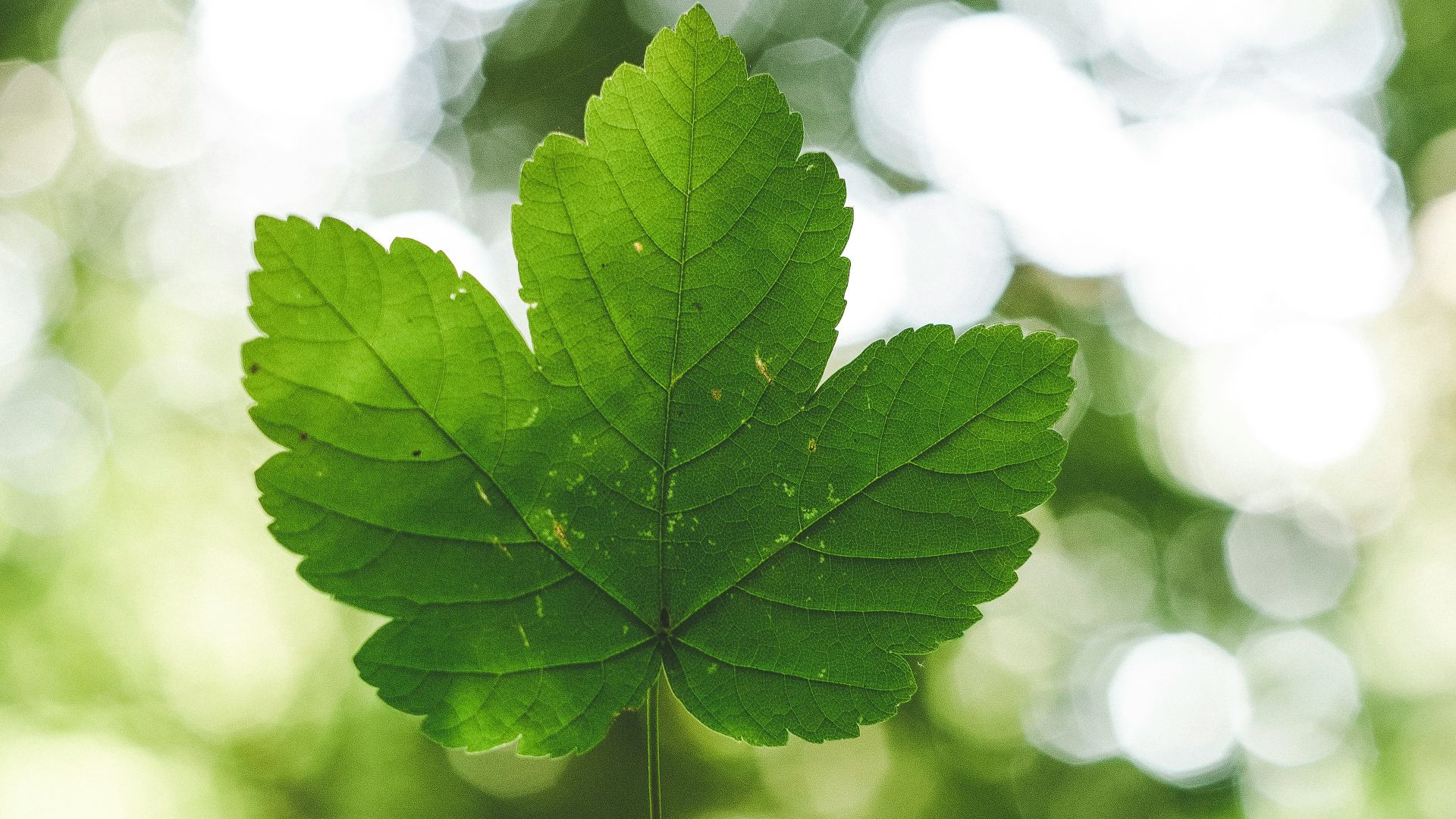 person holding green leafed plant