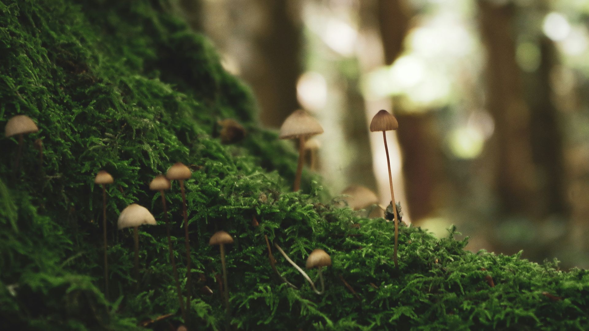 brown mushrooms on green moss