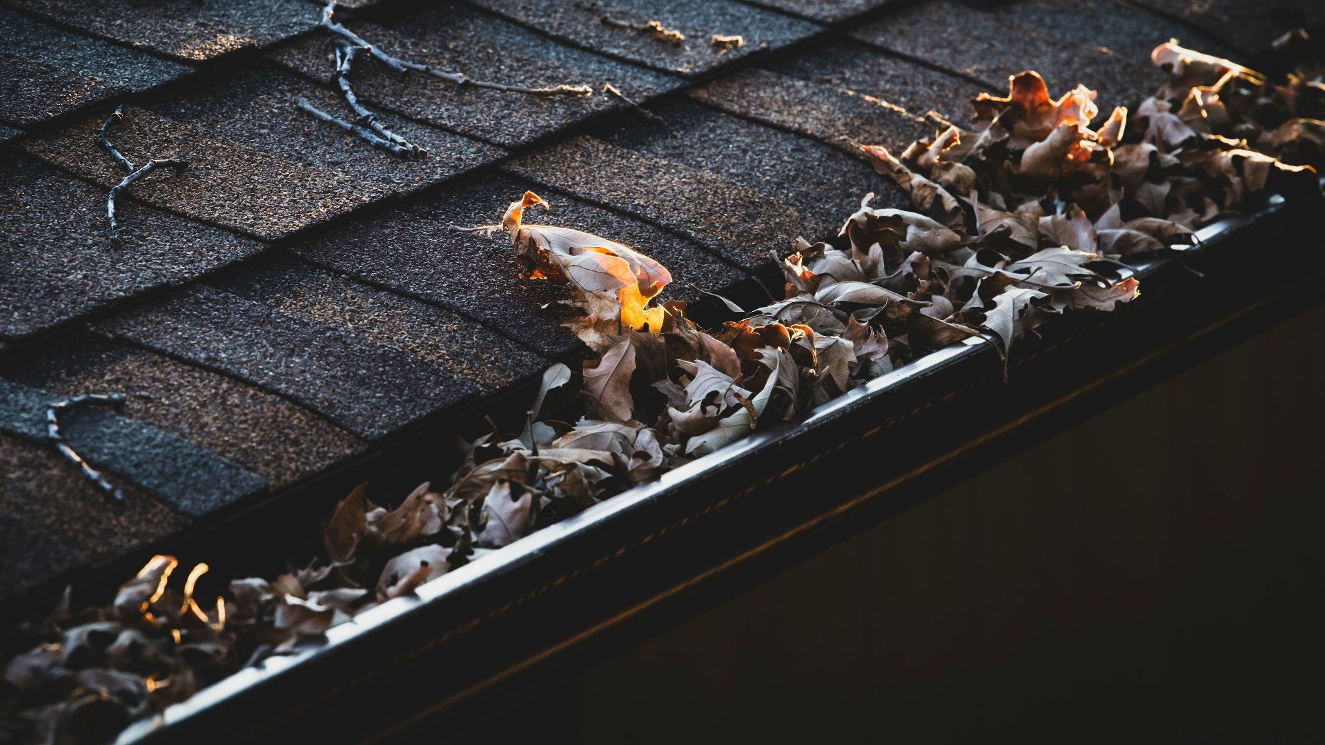 a group of leaves on a tree