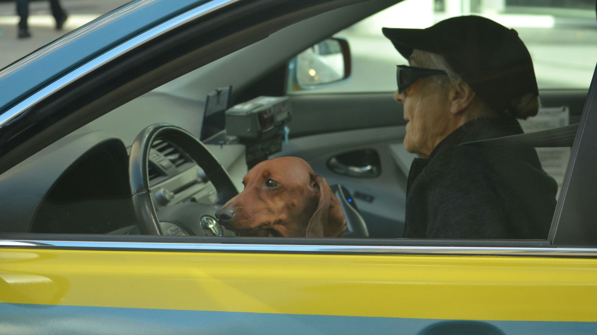 brown dog in front of black steering wheel
