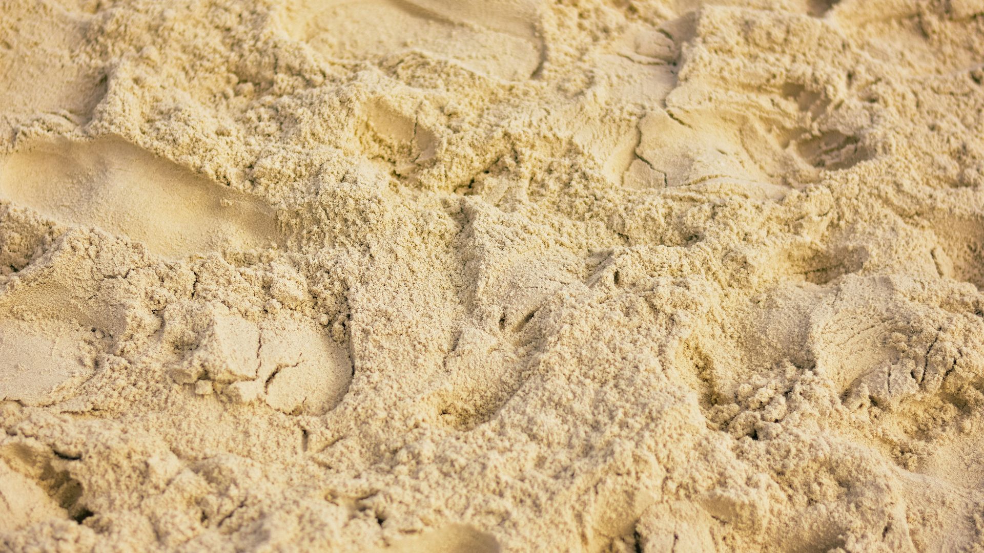 a dog paw prints in the sand on a beach