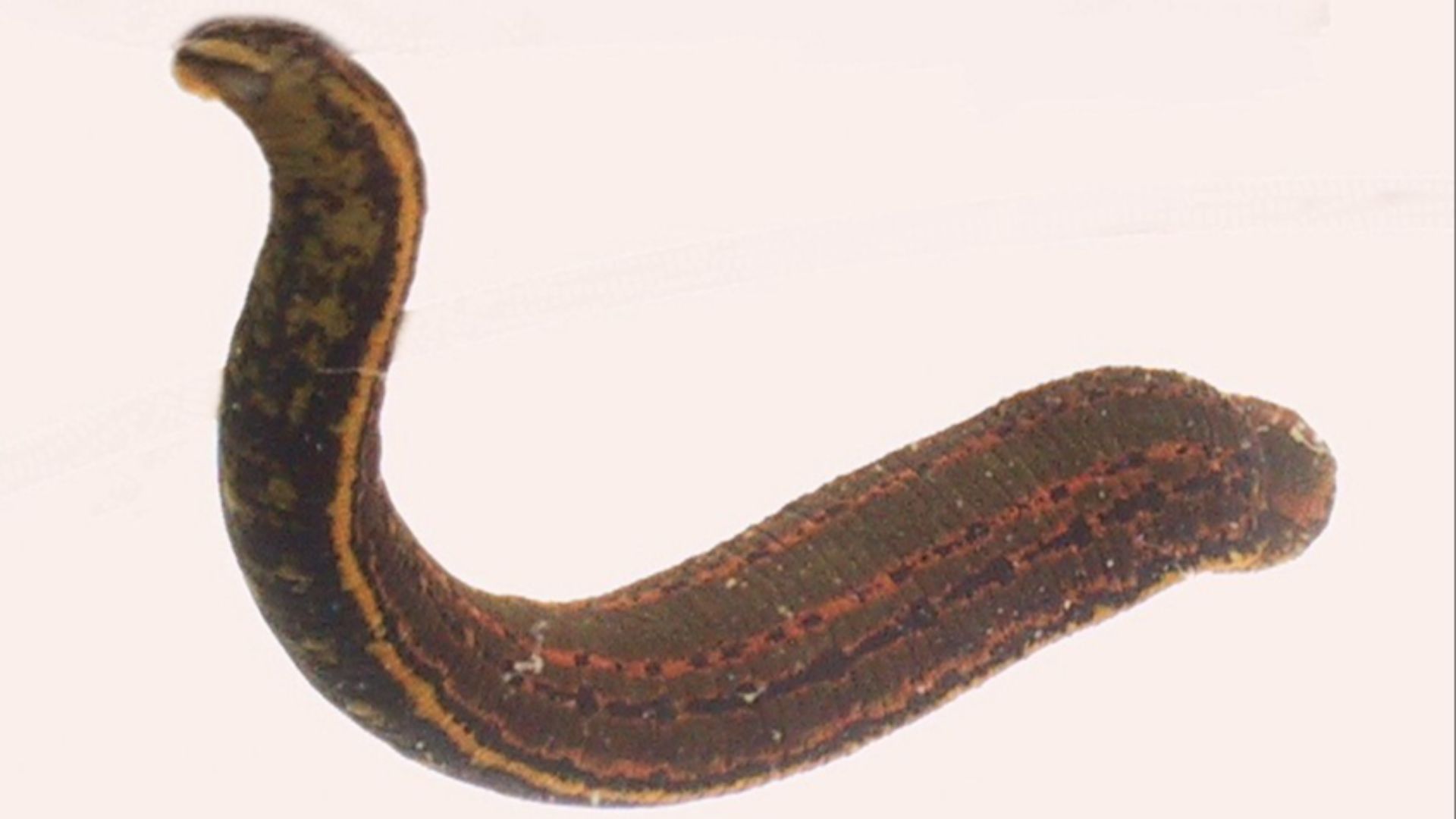 File:Svømmende blodigle.JPG