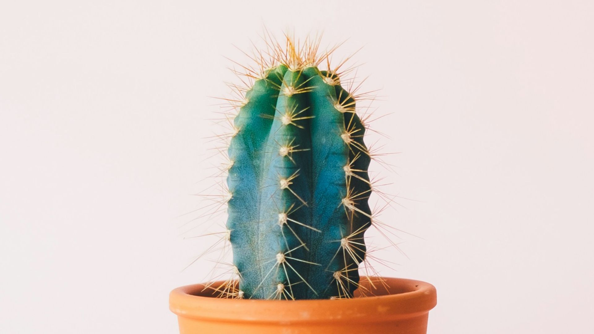 green cactus plant on brown pot