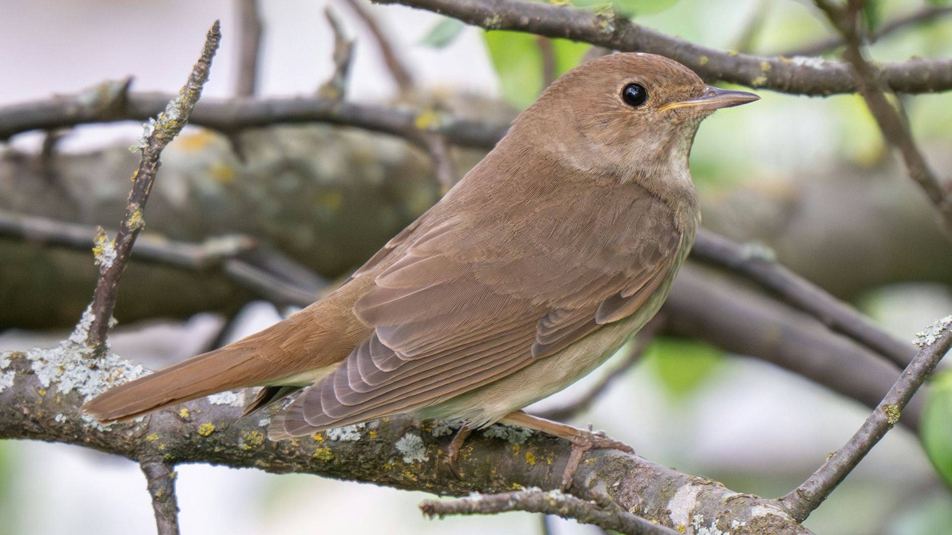 a bird perched on a branch of a tree