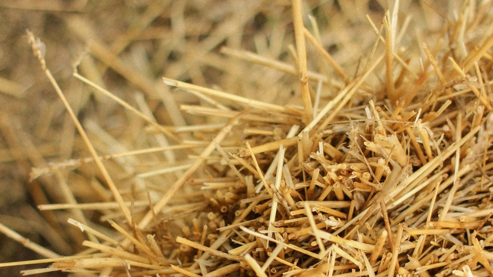brown dried grass in close up photography