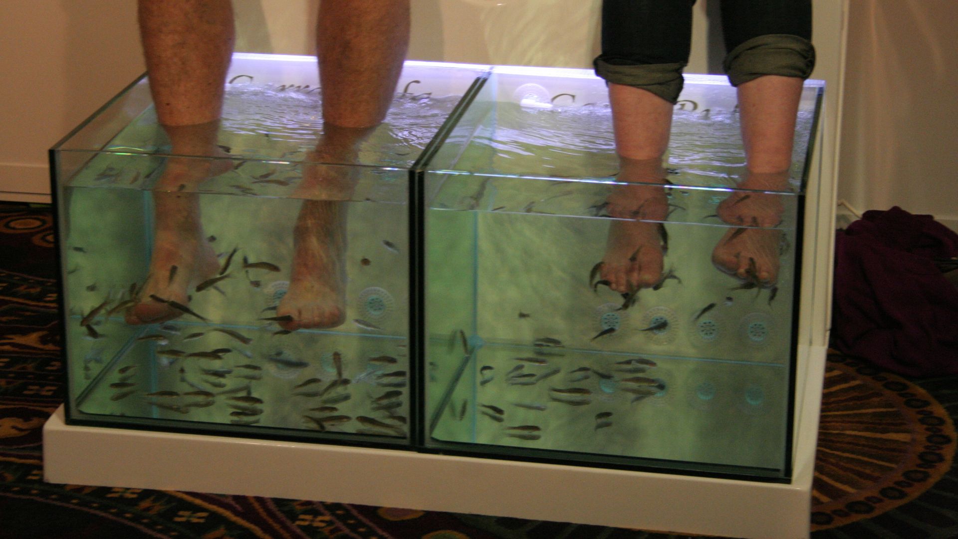 File:Fish Pedicure.jpg