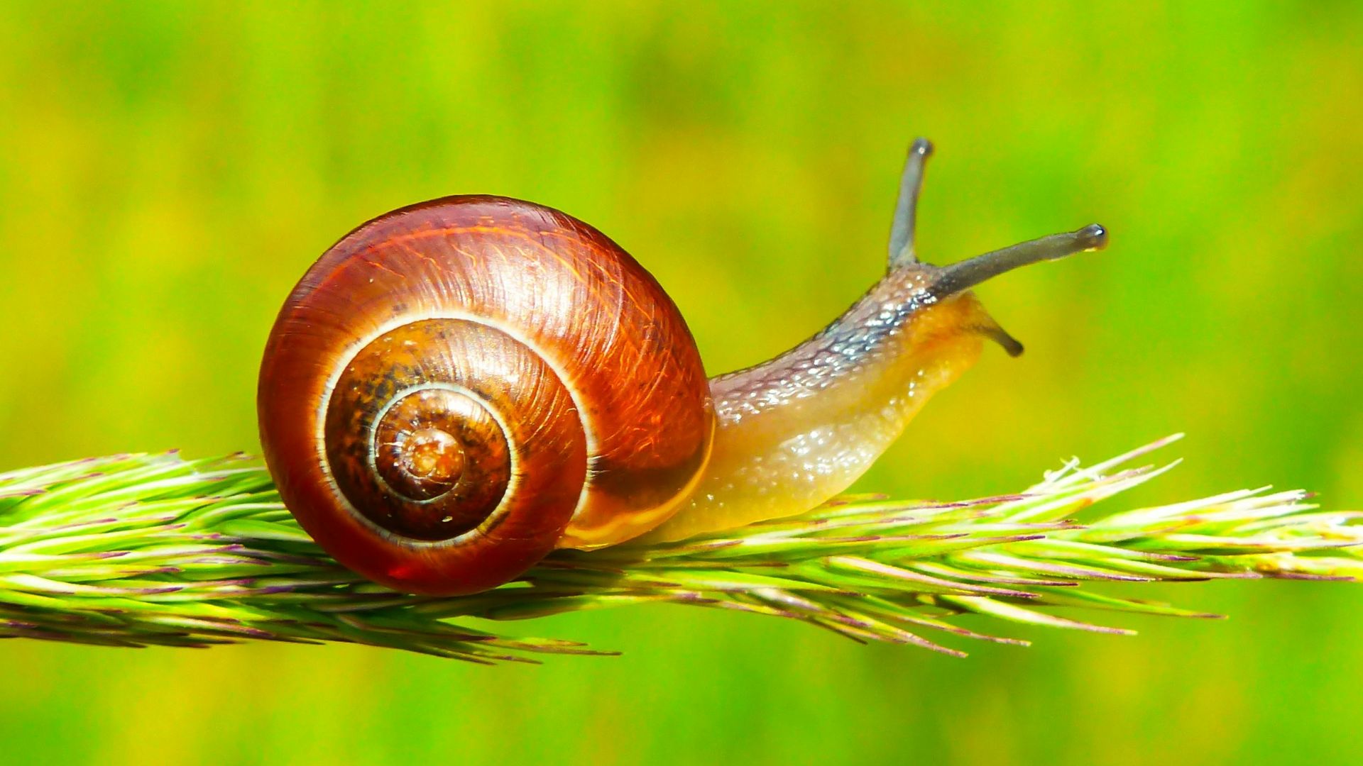 selective focus photography of snail on plant